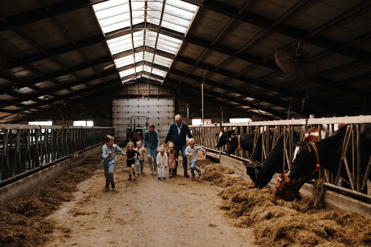 Interieur van een boerderijschuur met mensen die tussen de koeien en het stro staan ​​onder een hoog dak met een dakraam.
