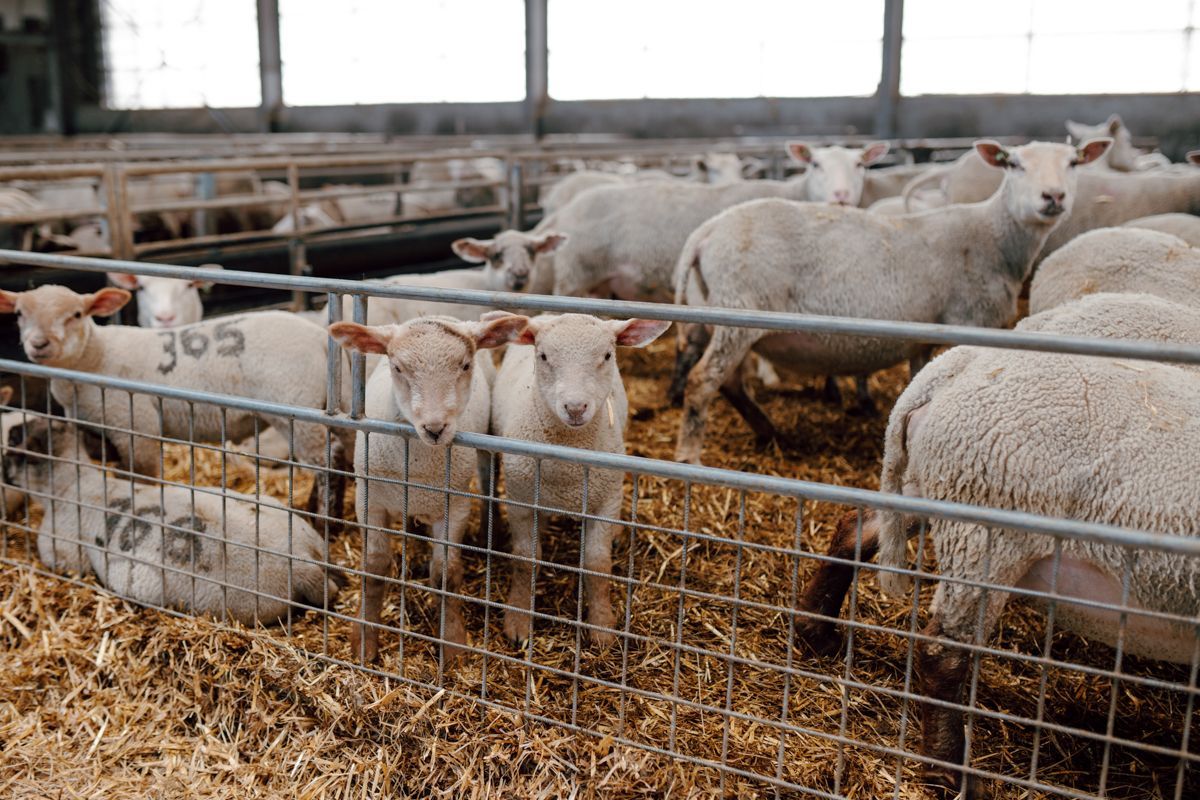 Lammetjes kijken nieuwsgierig door het hek