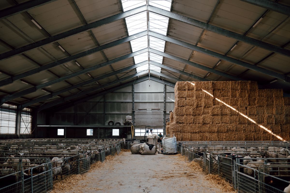 Stal met schapen