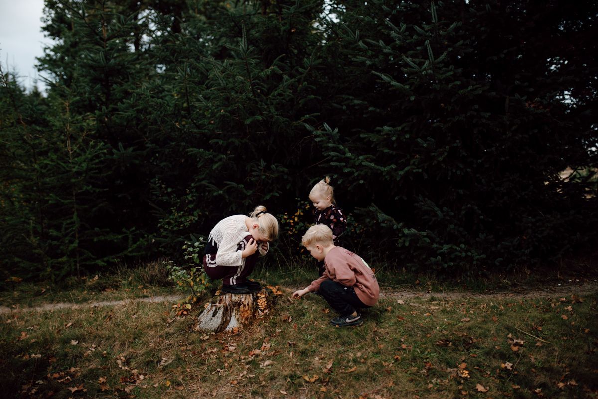 Drie kinderen staan ​​rond een boomstronk in een bos en kijken naar de beestjes op de boomstronk. Gezinsfotografie in de natuur