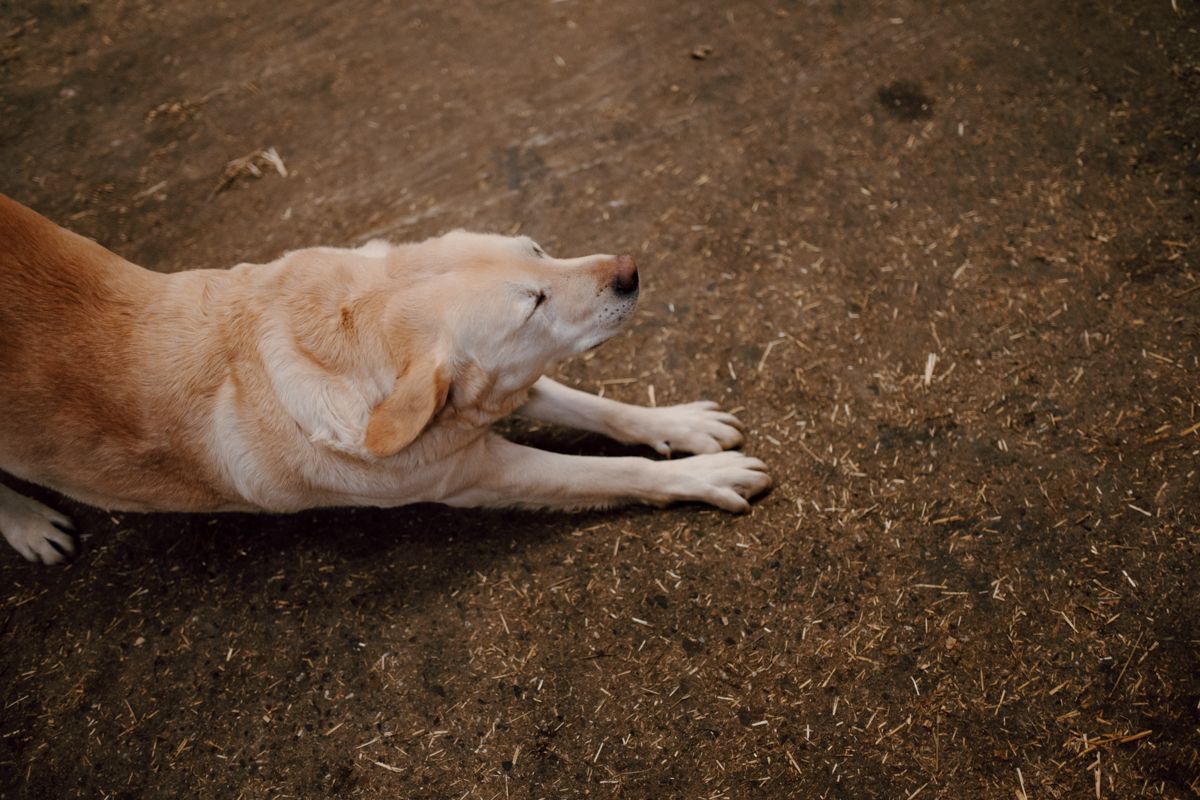 Hond in de koeienstal bij een fotoshoot van een gezin