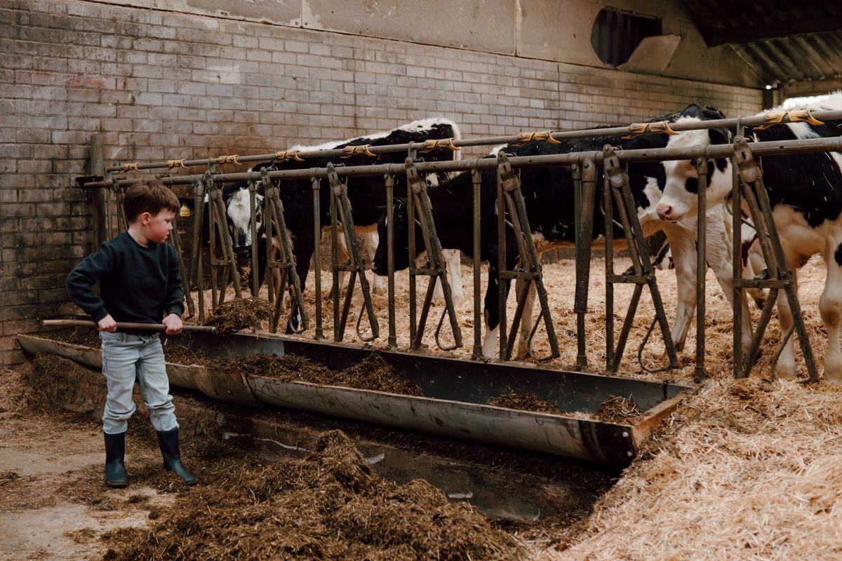 Zoon voert de koeien tijdens een gezinsshoot op de boerderij