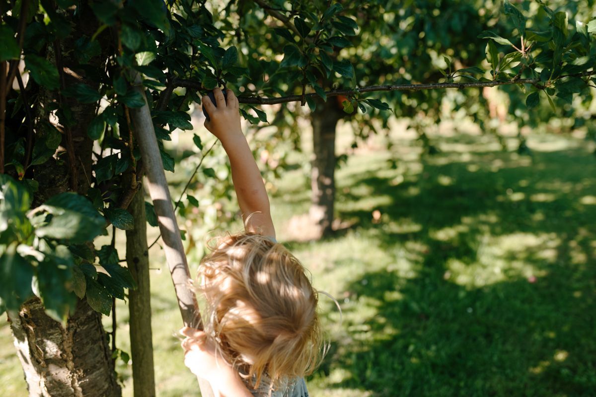 Peuter reikt omhoog naar een tak van de fruitboom