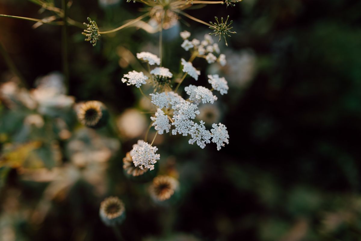 Een groepje tere witte wilde bloemen bloeit tegen een wazige, donkergroene natuurlijke achtergrond.