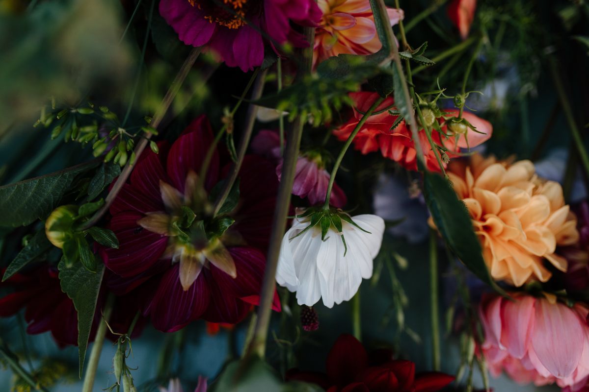Een close-up van een levendig bloemstuk met donkerrood, perzik, roze en een enkele witte, margrietachtige bloem.