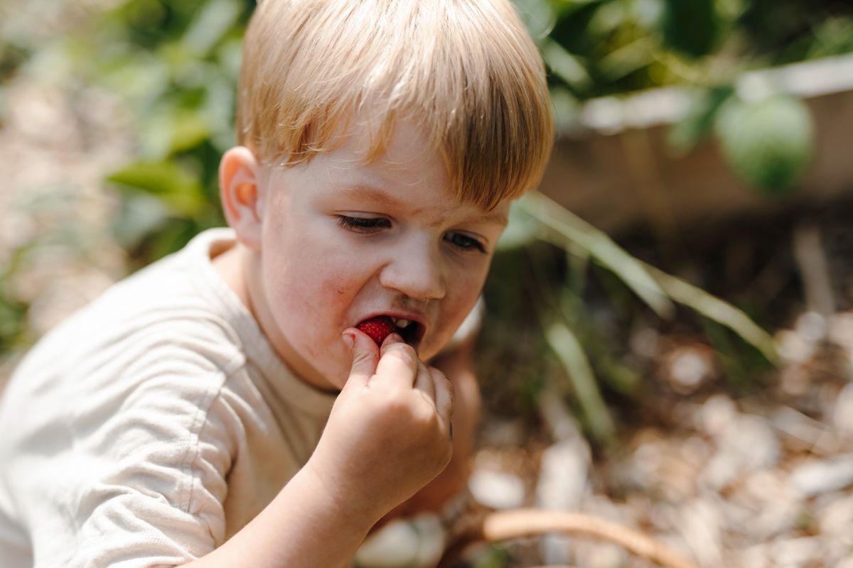 Aardbei eten uit de moestuin tijdens een gezinfotoshoot