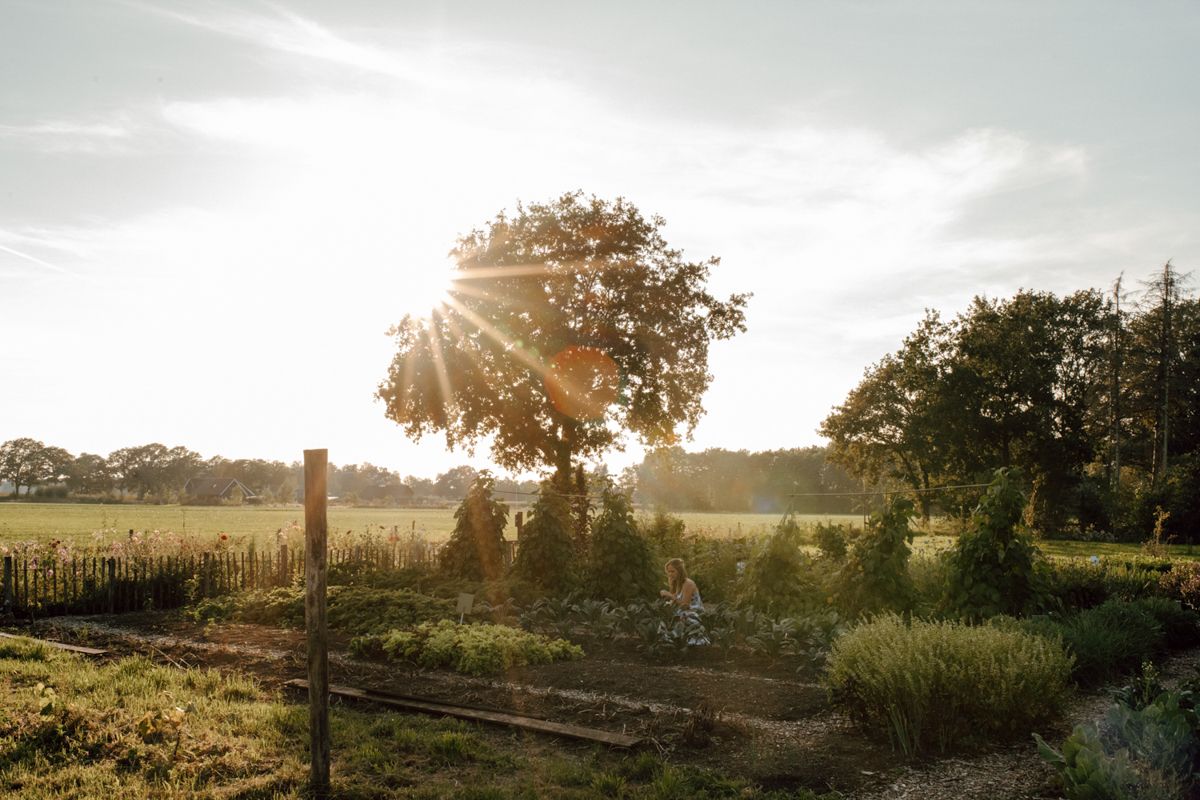 De zon schijnt door de bomen in een veld