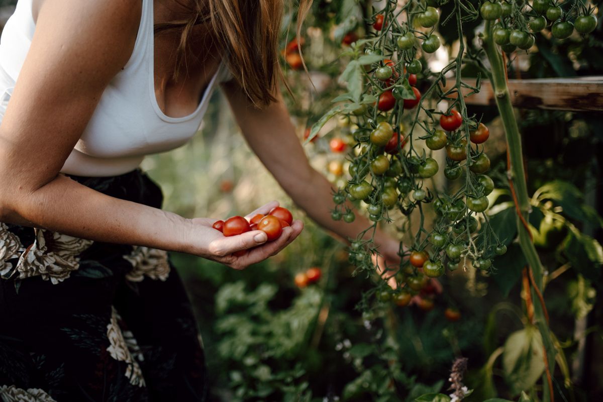 Ondernemersshoot, tomaten oogsten in de moestuin