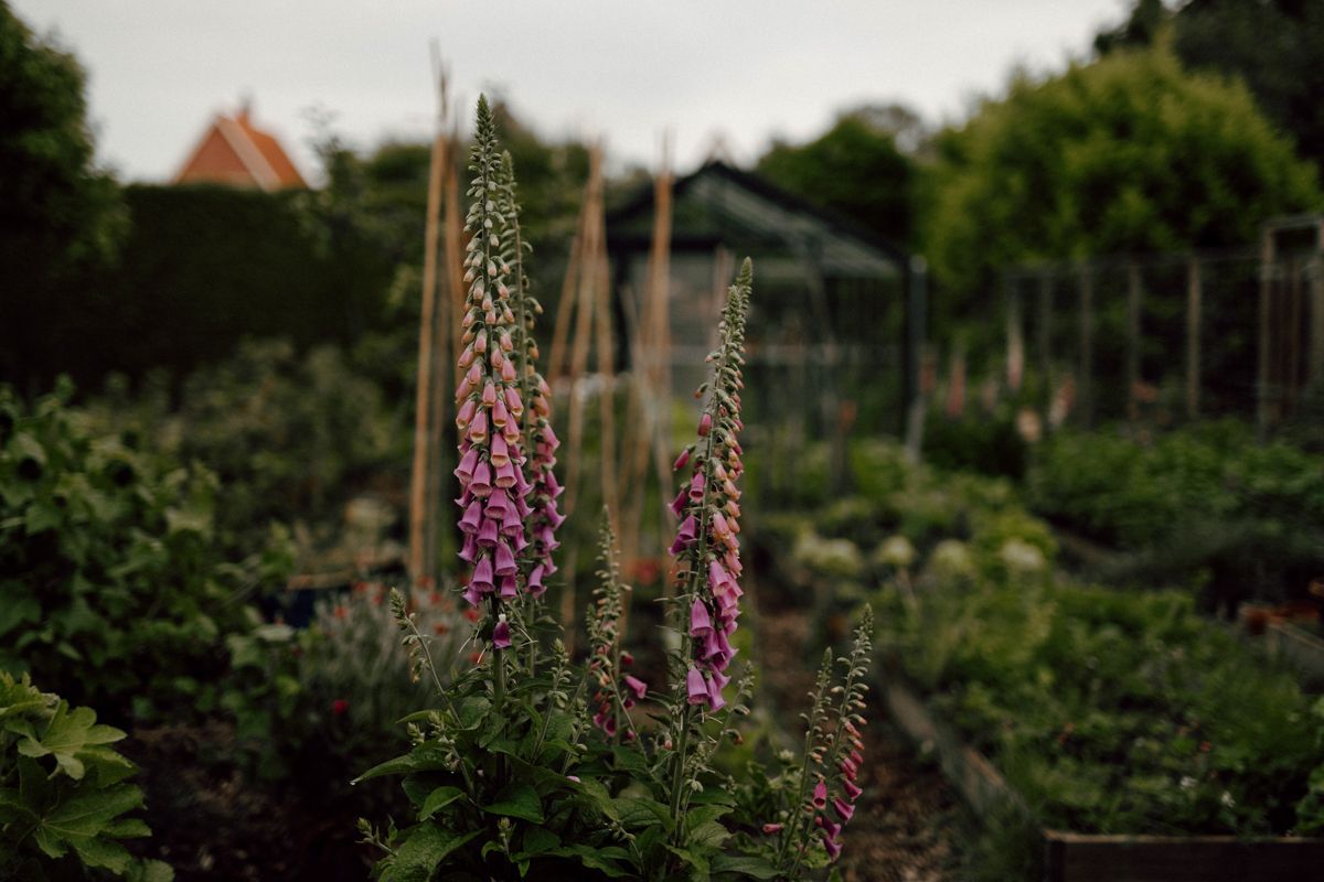 Een bos paarse bloemen groeit in een tuin