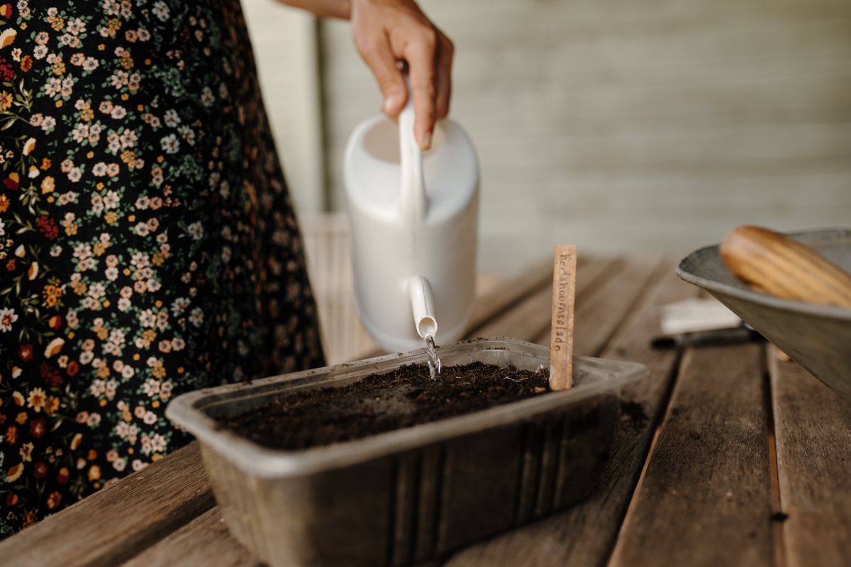 Iemand geeft een plant water met een gieter