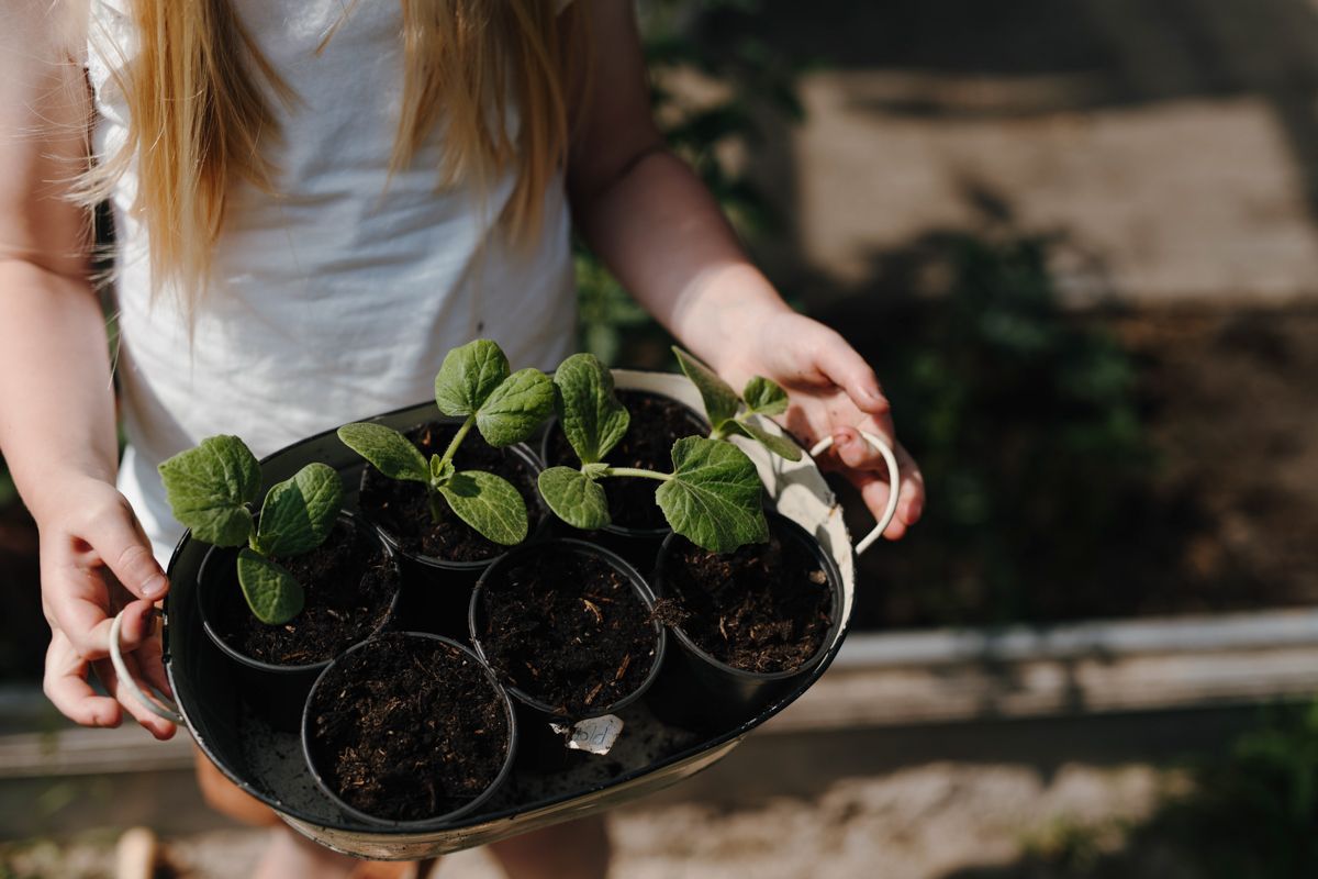 Een klein meisje houdt een dienblad met potplanten vast