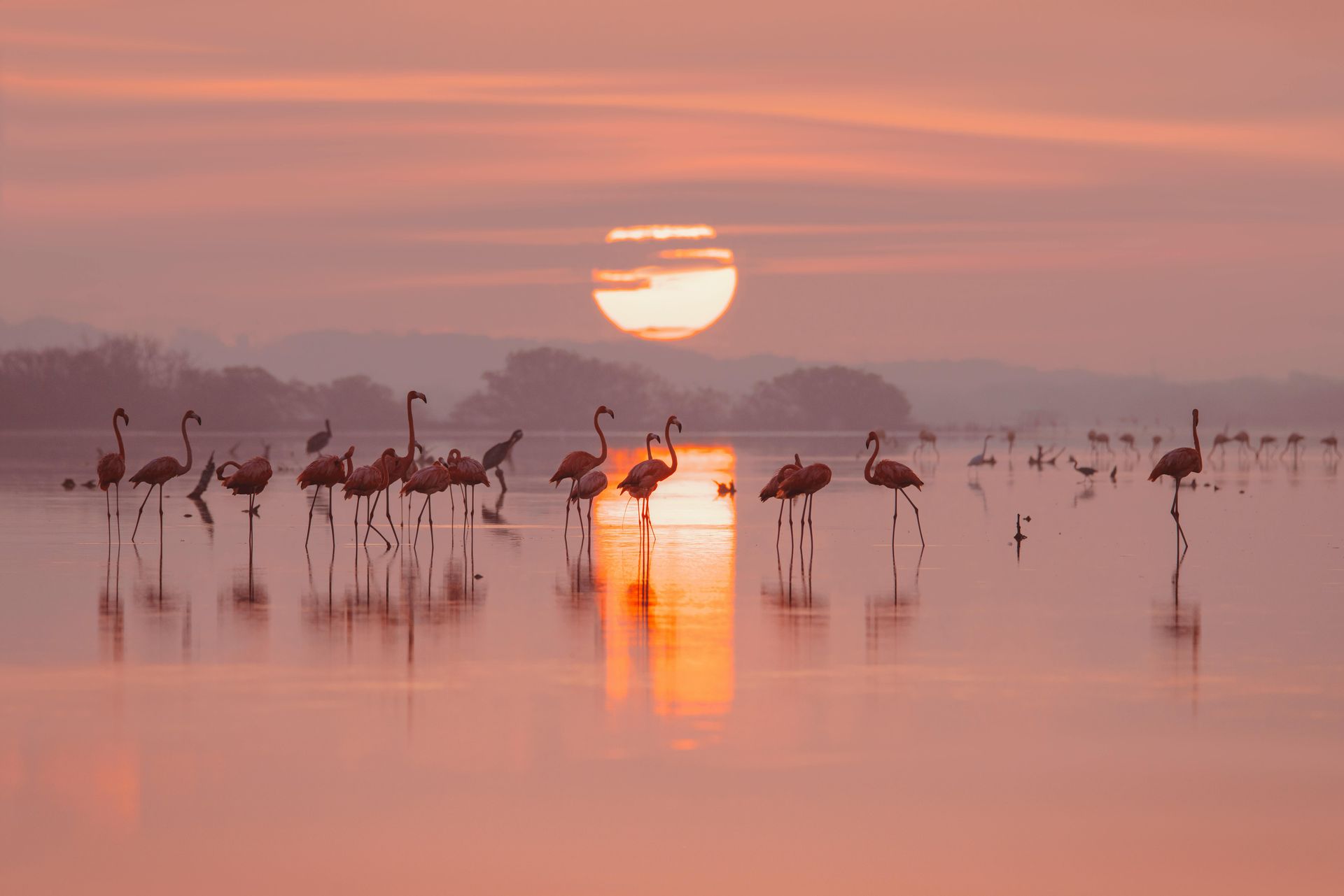 Flamencos nadando en aguas rosadas al atardecer, con el sol reflejándose.