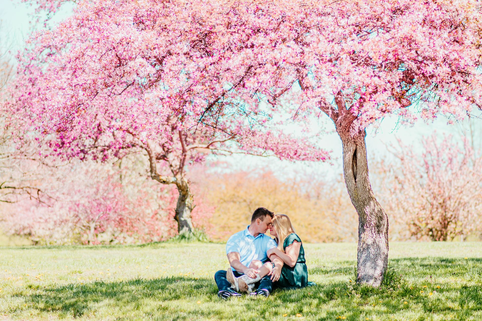 Family sitting under pink blooming trees in a sunlit park, sharing a picnic on the grass