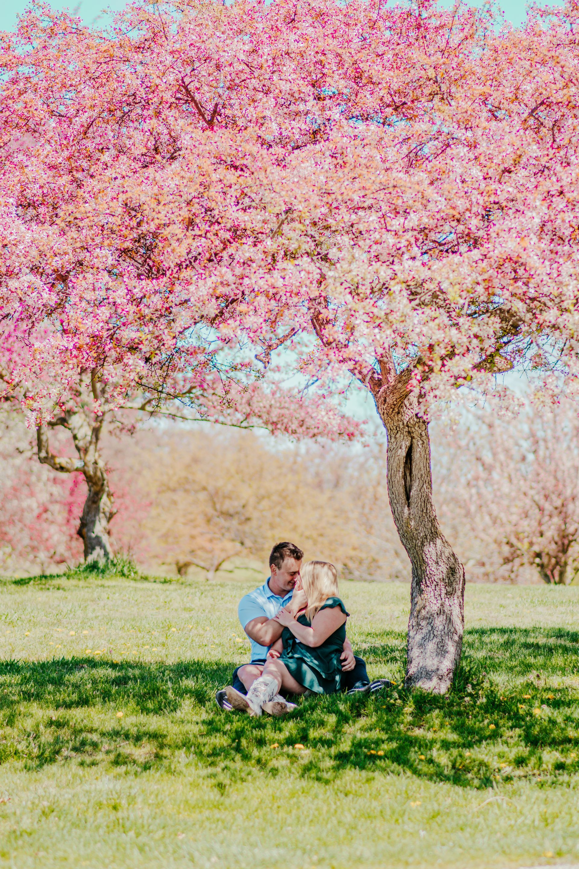 Couple sitting under a blooming pink cherry tree in a sunny park