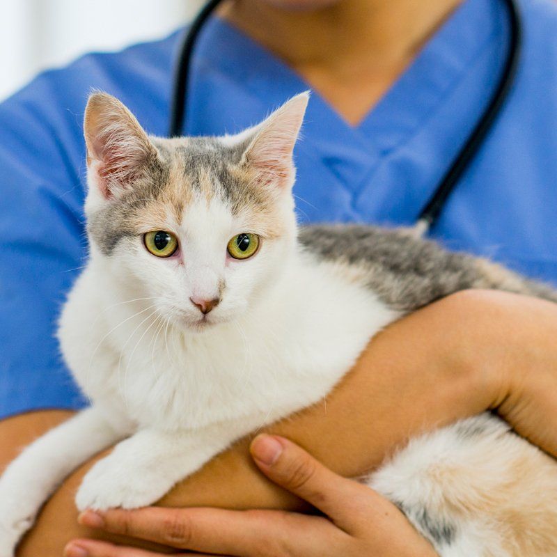 Veterinarian Holding a Cat — Federal Way, WA — Cascade Veterinary Hospital Veterinarian Holding a Cat — Federal Way, WA — Cascade Veterinary Hospital