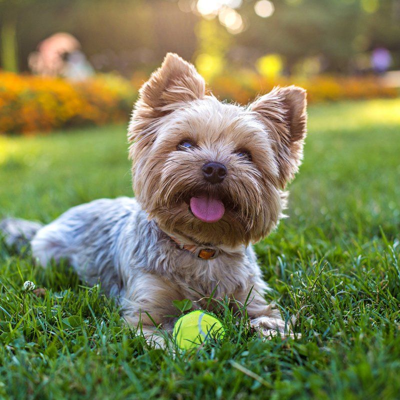 Cute Dog — Federal Way, WA — Cascade Veterinary Hospital