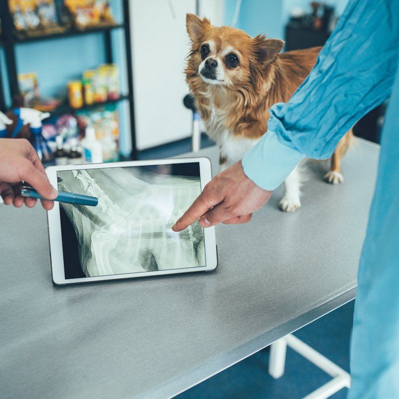 Pet X-Ray — Federal Way, WA — Cascade Veterinary Hospital Pet X-Ray — Federal Way, WA — Cascade Veterinary Hospital