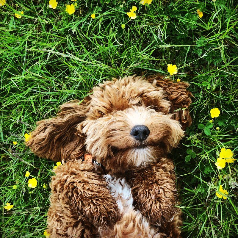 Happy Dog — Federal Way, WA — Cascade Veterinary Hospital Happy Dog — Federal Way, WA — Cascade Veterinary Hospital