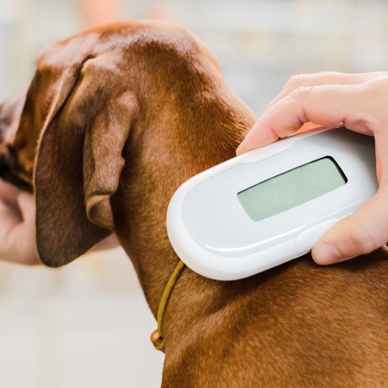 Microchipping — Federal Way, WA — Cascade Veterinary Hospital Microchipping — Federal Way, WA — Cascade Veterinary Hospital