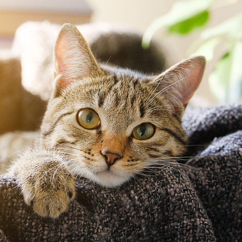 Pet Wellness Exams — Federal Way, WA — Cascade Veterinary Hospital Pet Wellness Exams — Federal Way, WA — Cascade Veterinary Hospital