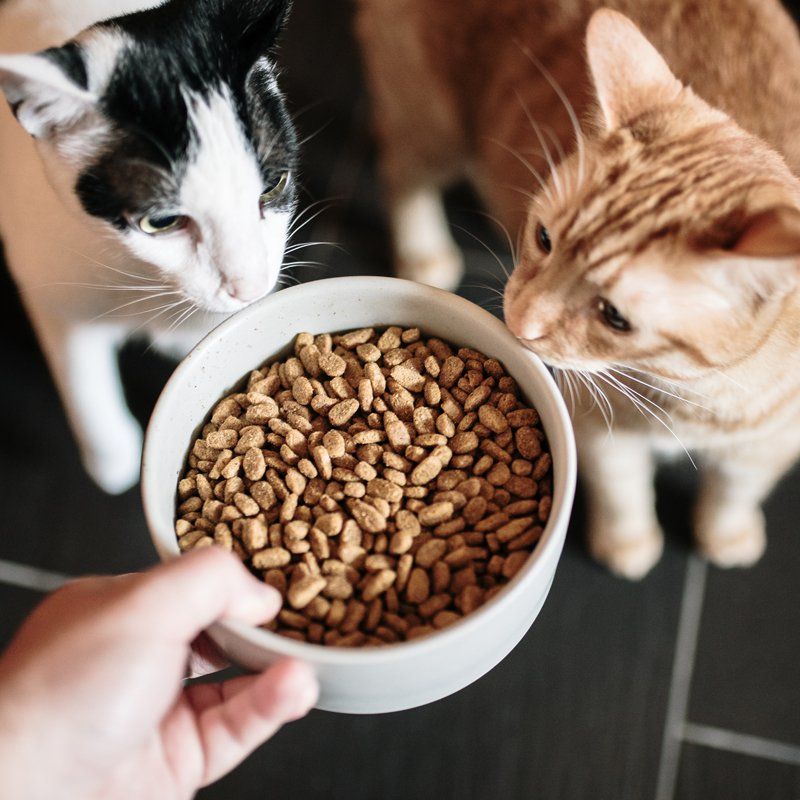 Nutritional Counseling — Federal Way, WA — Cascade Veterinary Hospital Nutritional Counseling — Federal Way, WA — Cascade Veterinary Hospital