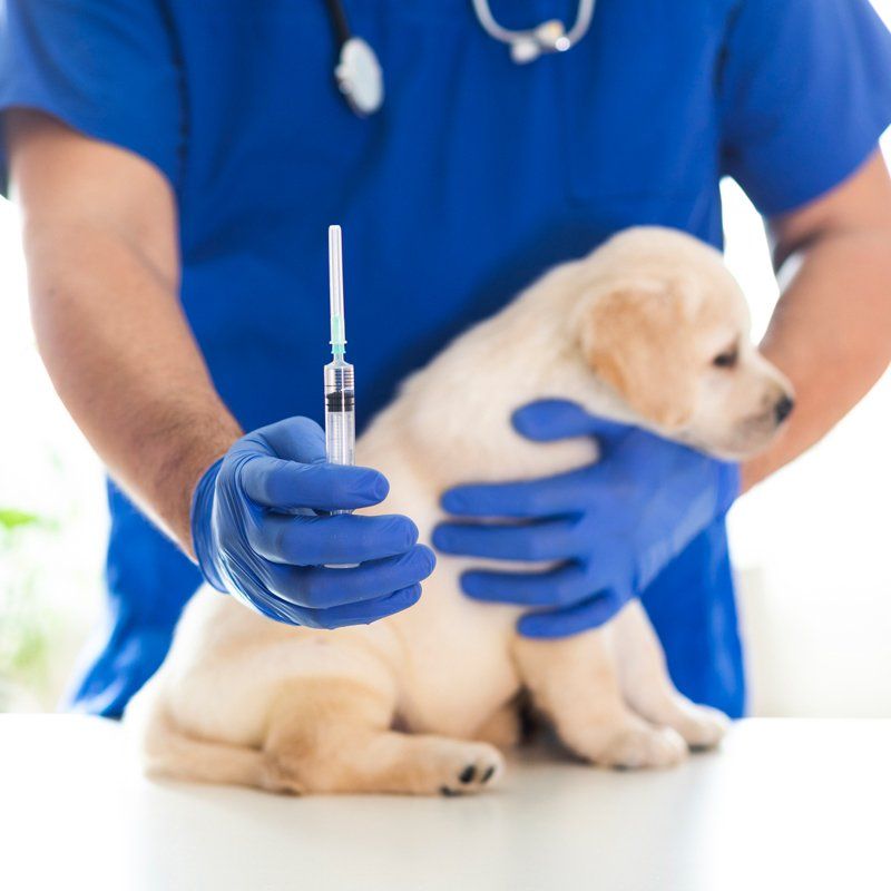 Vaccine — Federal Way, WA — Cascade Veterinary Hospital Vaccine — Federal Way, WA — Cascade Veterinary Hospital
