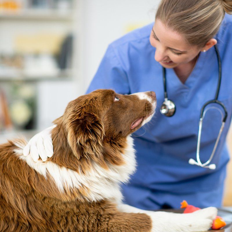 Pet Care — Federal Way, WA — Cascade Veterinary Hospital Pet Care — Federal Way, WA — Cascade Veterinary Hospital