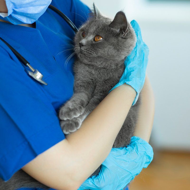 Pet Pain Management — Federal Way, WA — Cascade Veterinary Hospital Pet Pain Management — Federal Way, WA — Cascade Veterinary Hospital