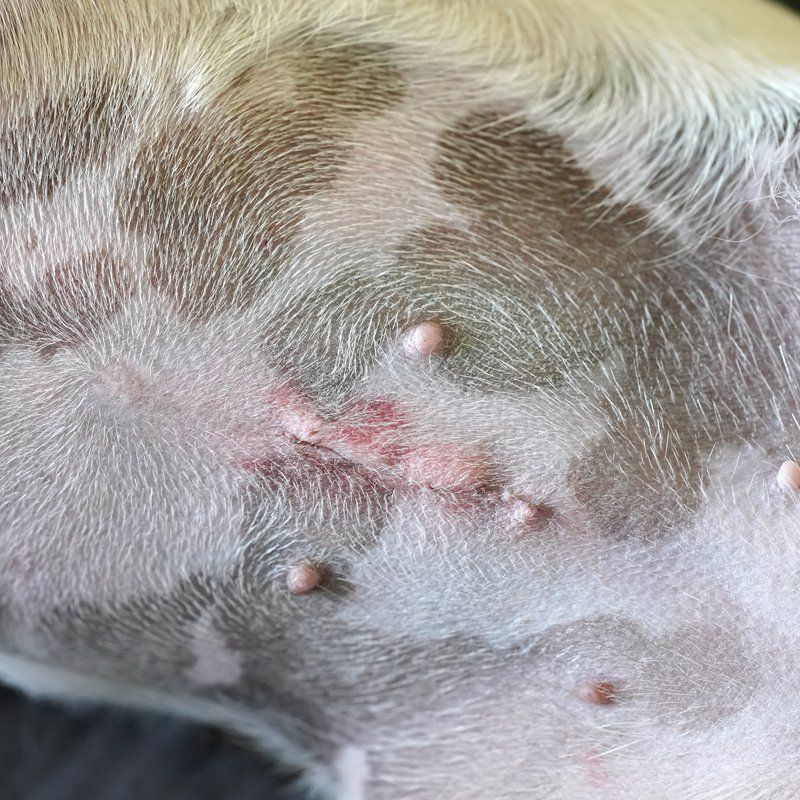 Pet Spaying — Federal Way, WA — Cascade Veterinary Hospital Pet Spaying — Federal Way, WA — Cascade Veterinary Hospital