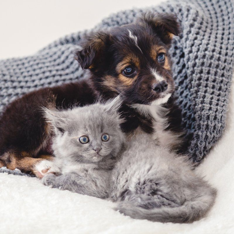 Puppy and Kitten Care — Federal Way, WA — Cascade Veterinary Hospital Puppy and Kitten Care — Federal Way, WA — Cascade Veterinary Hospital