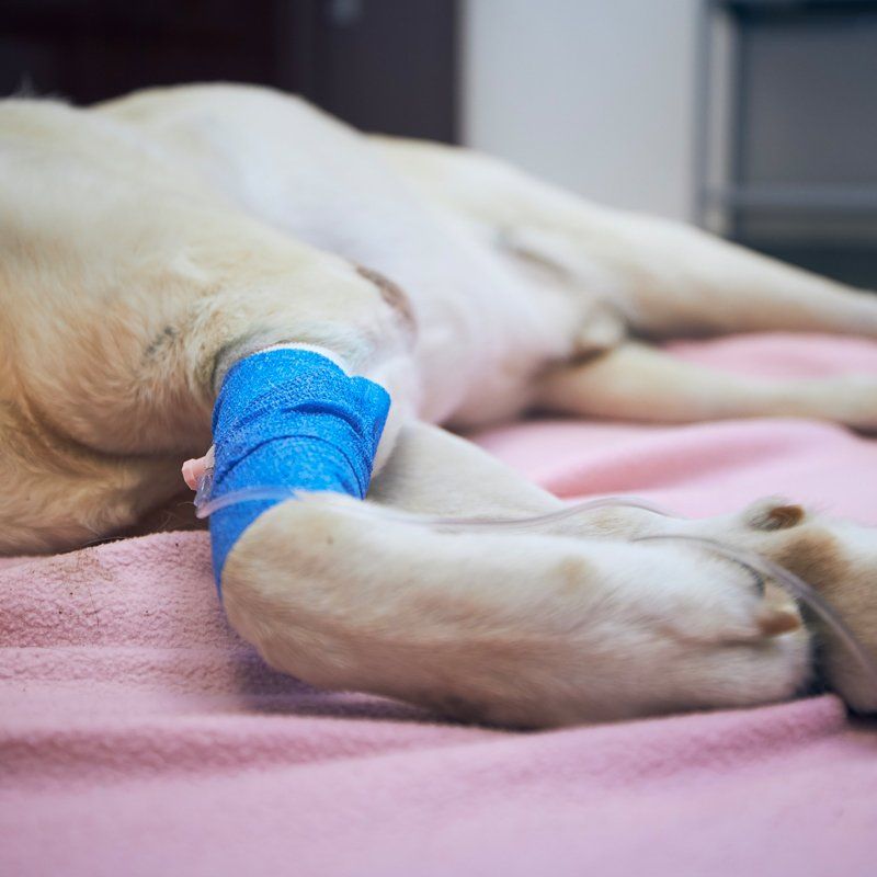 Euthanasia — Federal Way, WA — Cascade Veterinary Hospital Euthanasia — Federal Way, WA — Cascade Veterinary Hospital