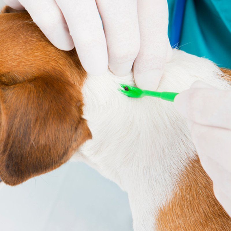 Parasite Prevention — Federal Way, WA — Cascade Veterinary Hospital Parasite Prevention — Federal Way, WA — Cascade Veterinary Hospital