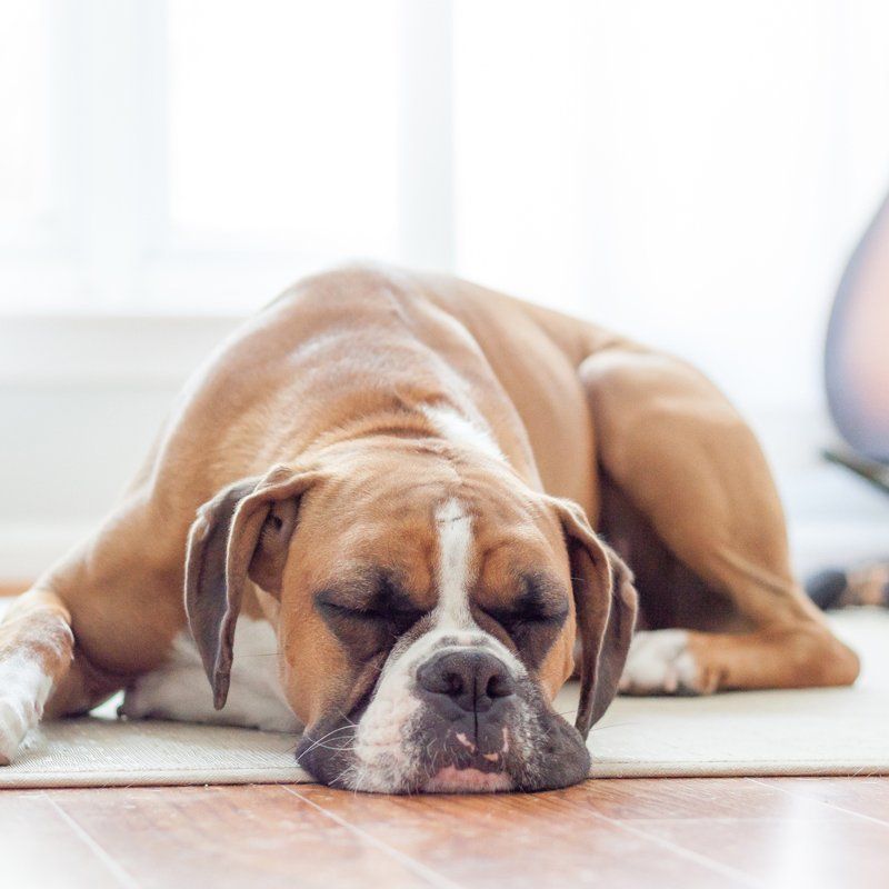 Sleeping Dog — Federal Way, WA — Cascade Veterinary Hospital Sleeping Dog — Federal Way, WA — Cascade Veterinary Hospital