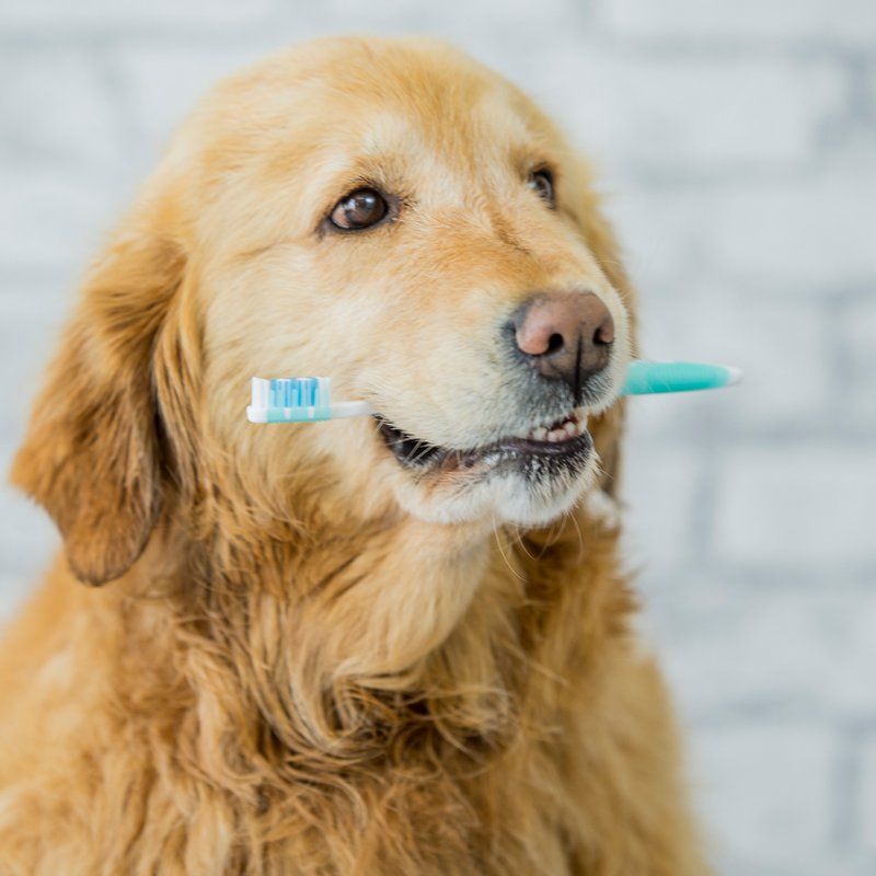 Pet Dental Care — Federal Way, WA — Cascade Veterinary Hospital Pet Dental Care — Federal Way, WA — Cascade Veterinary Hospital