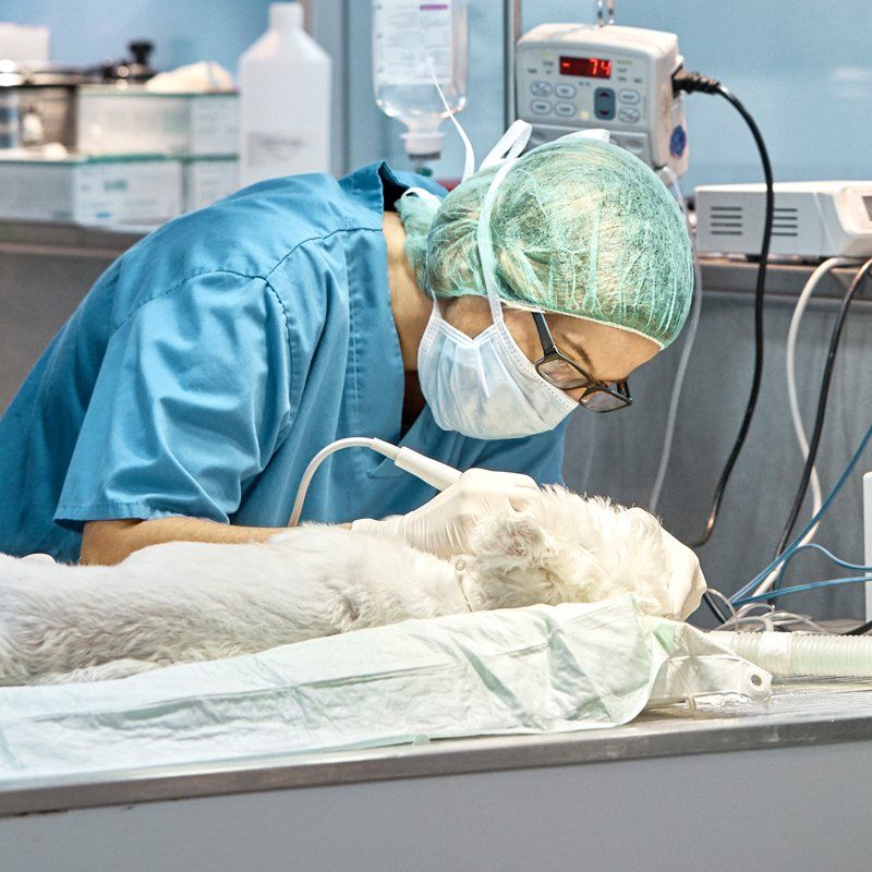 Pet Surgery — Federal Way, WA — Cascade Veterinary Hospital Pet Surgery — Federal Way, WA — Cascade Veterinary Hospital