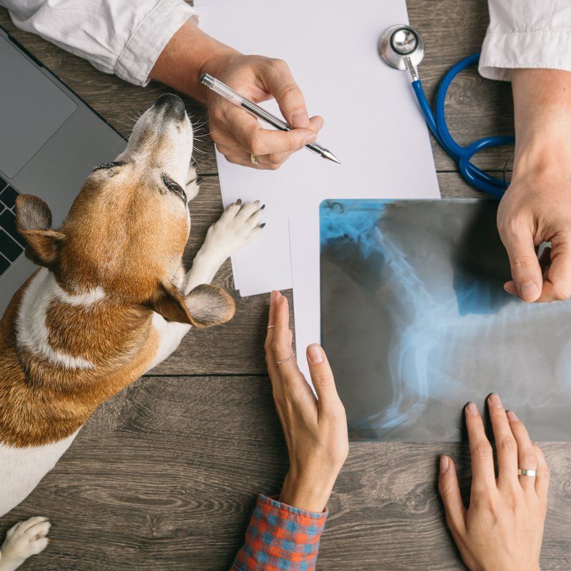 Laboratory — Federal Way, WA — Cascade Veterinary Hospital Laboratory — Federal Way, WA — Cascade Veterinary Hospital