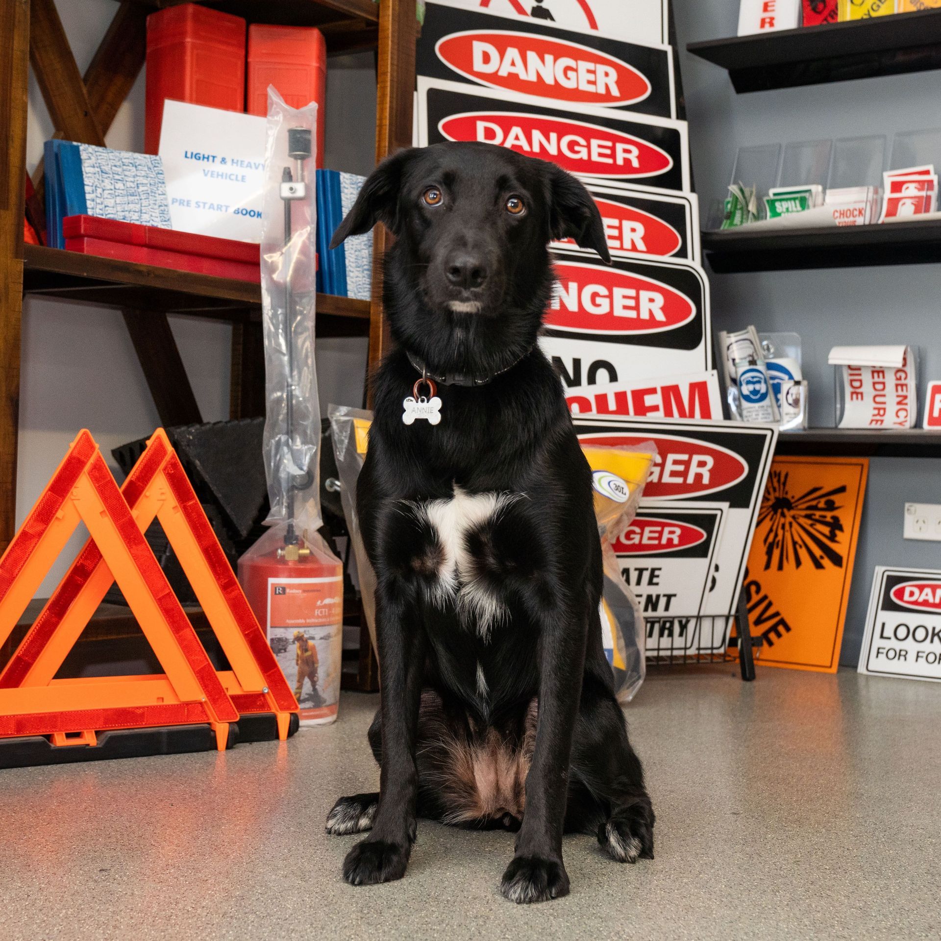A Black Dog Is Sitting in Front of A Stack of Danger Signs — Fitzroy Fire and Safety in Kawana, QLD