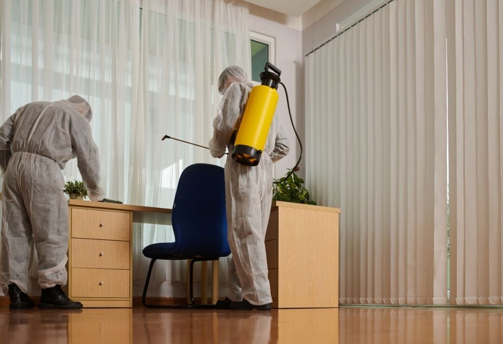 pest control in Bremerton WA before they spread