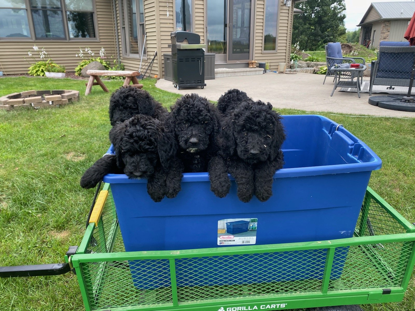 Award Winning Labrador Breeders The Lab Lodge