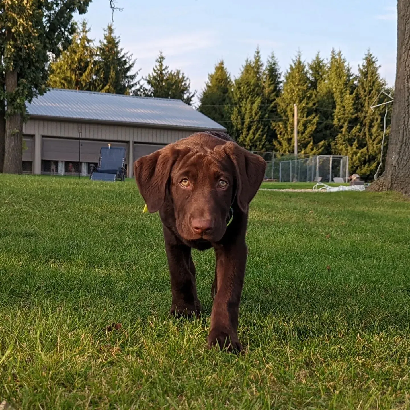 lab puppy walking through grass