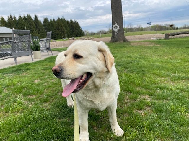 A white dog is standing in the grass with its tongue hanging out.