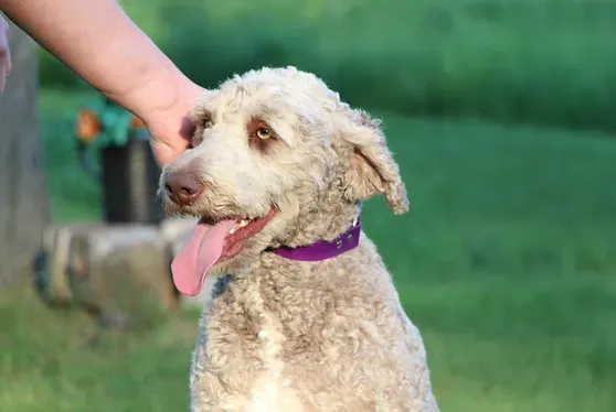 A person is petting a white Labradoodle dog with a purple collar.