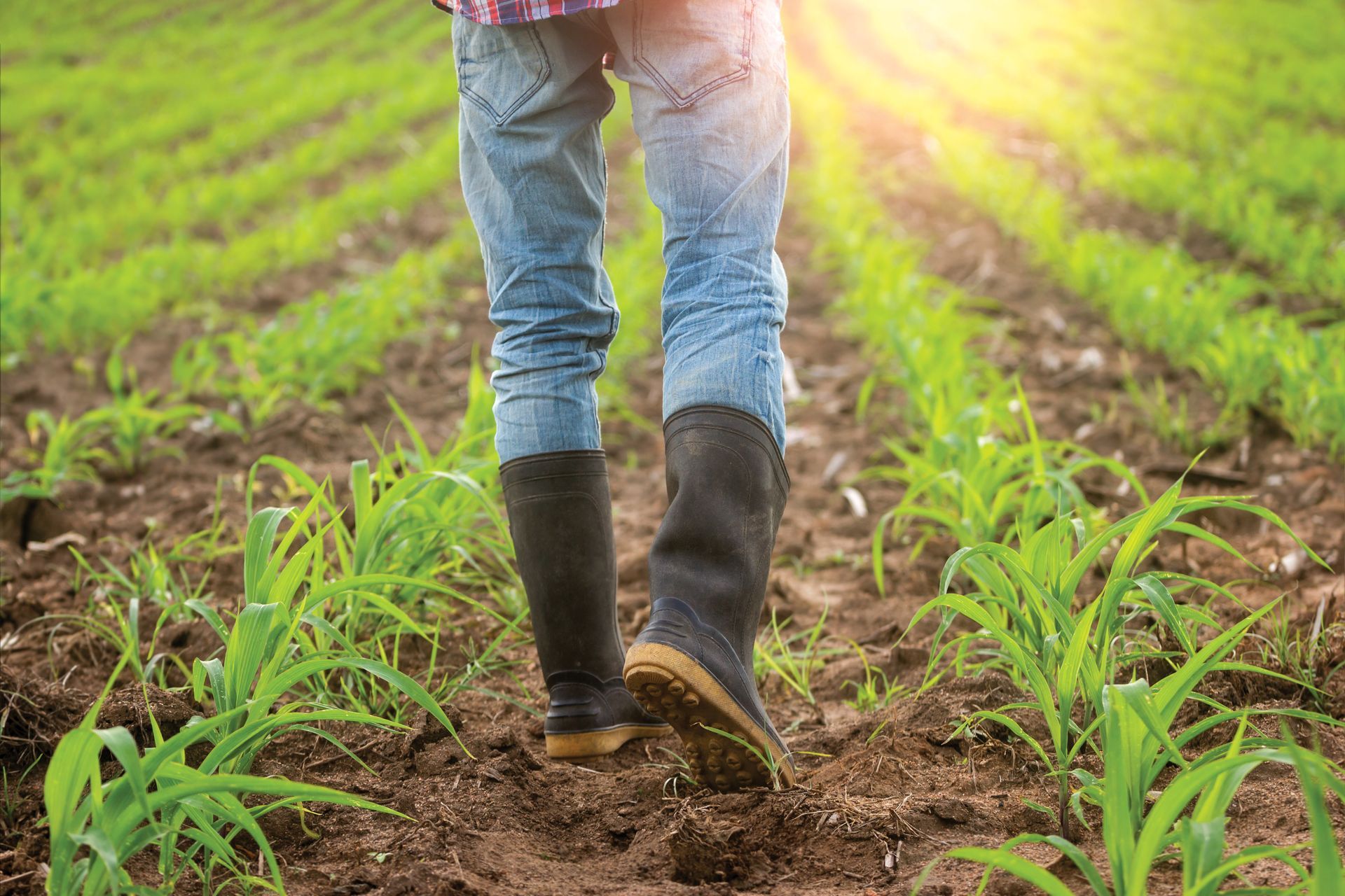 a person wearing rubber boots is walking through a corn field .