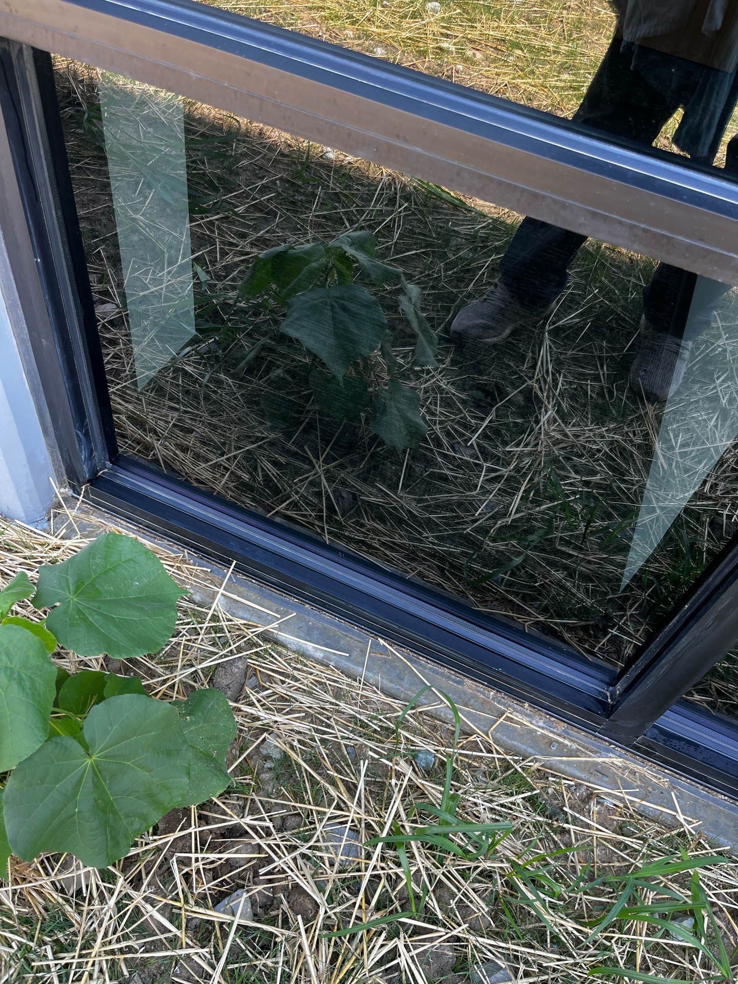 Broken window with cracks and reflections of legs, beside grass and weeds outside.
