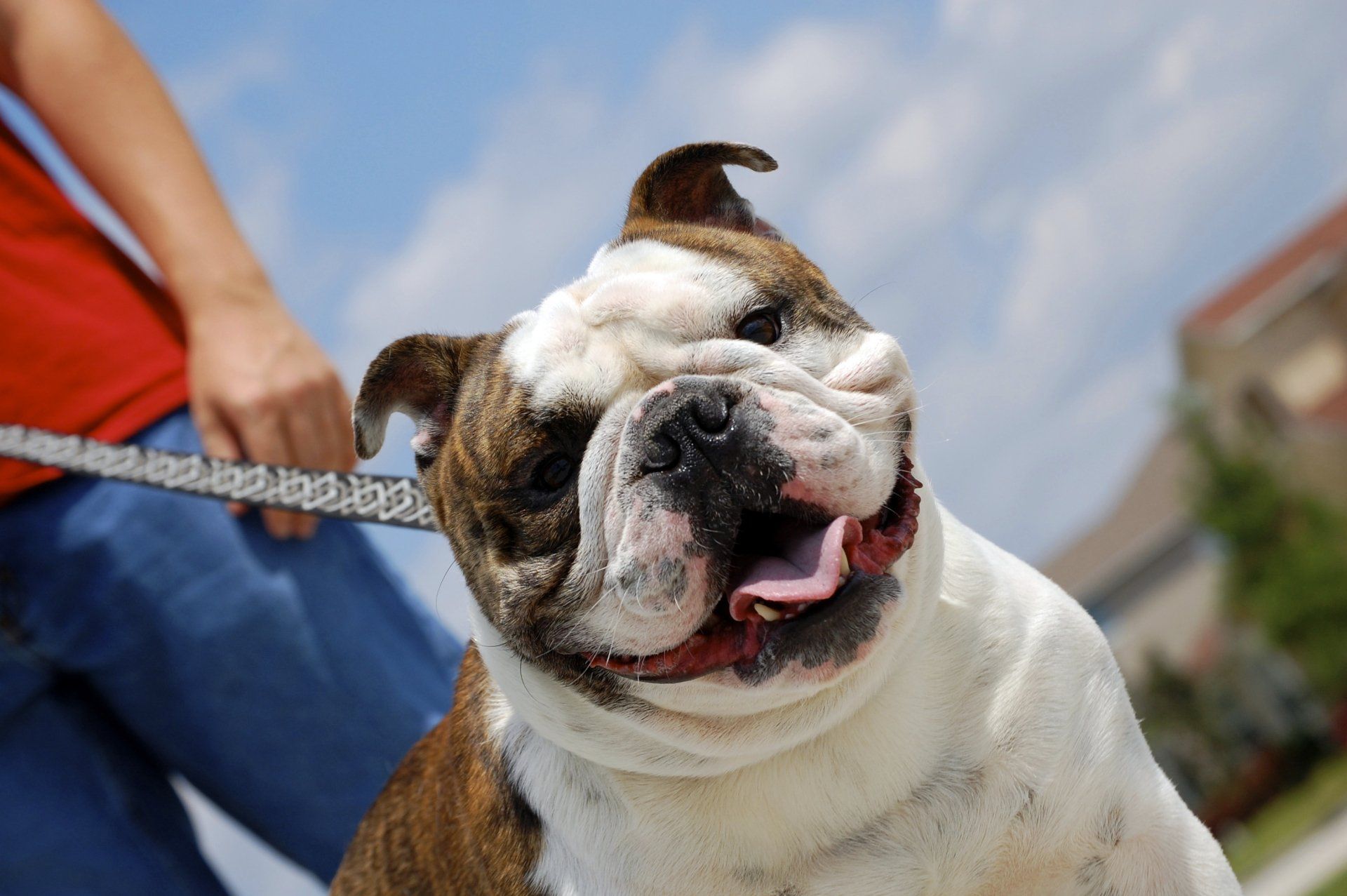 Cute Bull Dog — Seattle, WA — South Seattle Veterinary Hospital Bulldog with brindle and white fur, panting and smiling, on a leash outdoors.