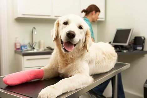 Golden retriever with pink cast on paw at vet's office, smiling.