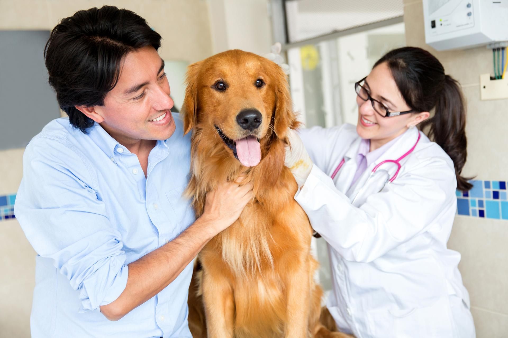 Man and veterinarian examine a golden retriever in a vet clinic.
