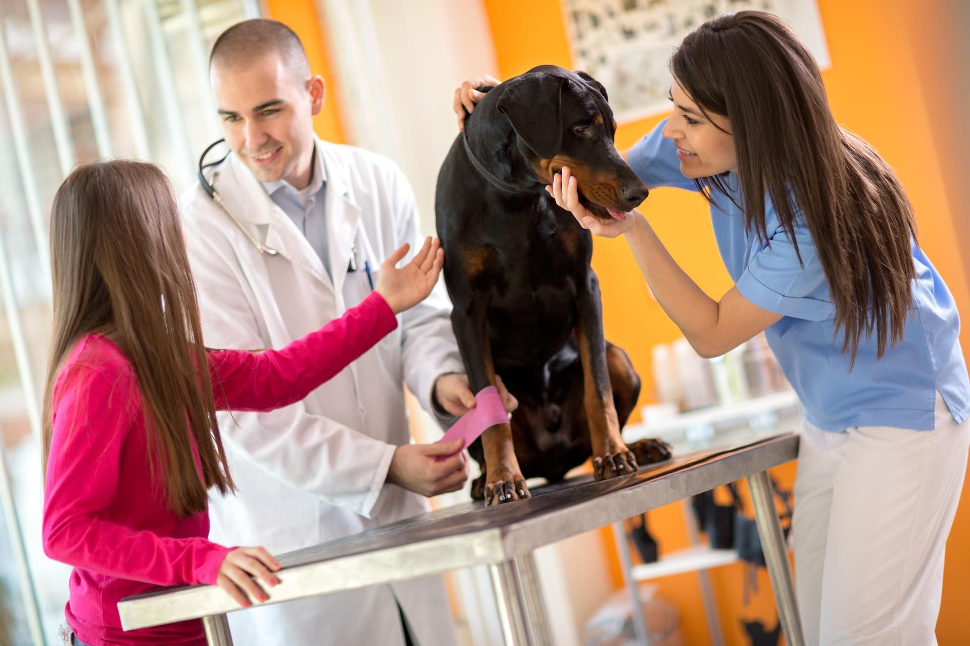 Veterinarian, assistant, and girl examine a dog's leg on a clinic table; applying bandage.
