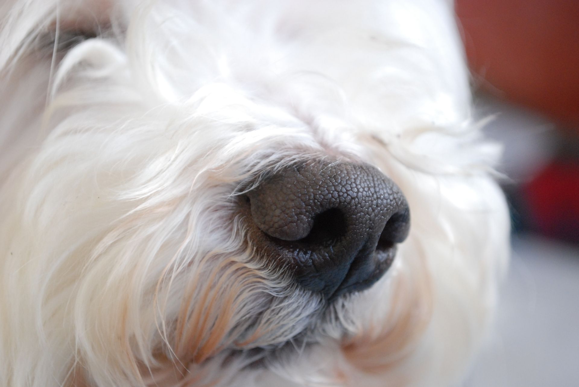 Close-up of a white dog's black nose, with soft, white fur surrounding it.