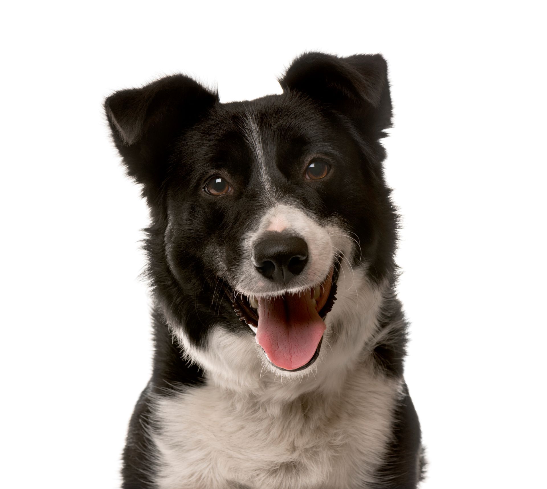 Black and white Border Collie smiling, facing the camera.